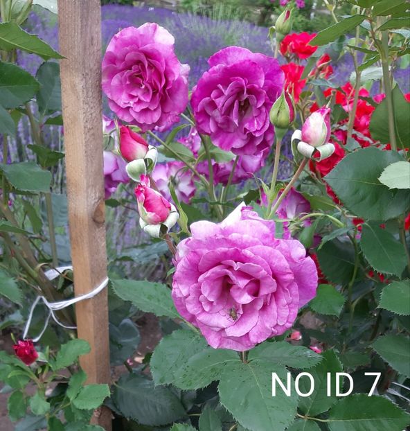  - 0 - Colectia mea de TRANDAFIRI