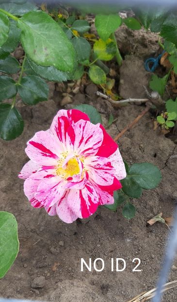  - 0 - Colectia mea de TRANDAFIRI