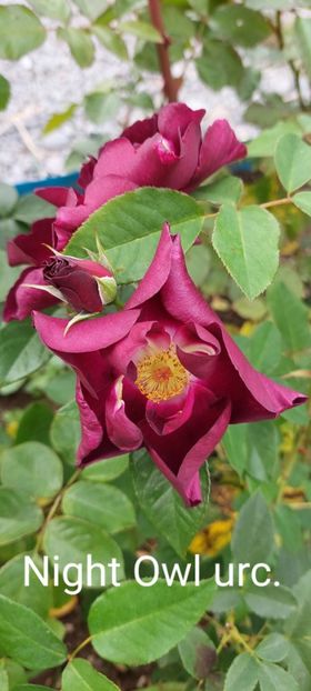  - 0 - Colectia mea de TRANDAFIRI