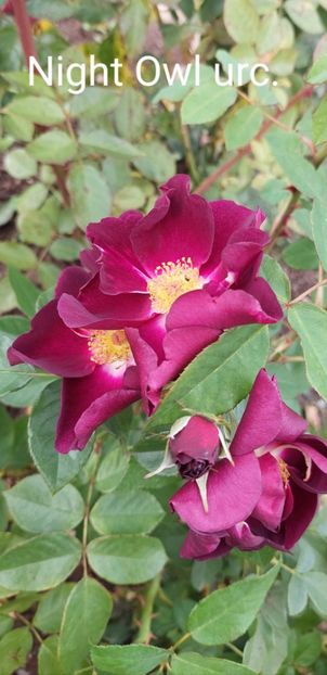  - 0 - Colectia mea de TRANDAFIRI