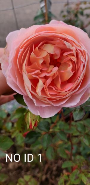  - 0 - Colectia mea de TRANDAFIRI