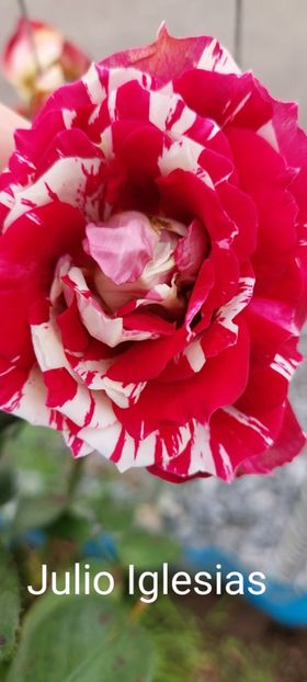  - 0 - Colectia mea de TRANDAFIRI