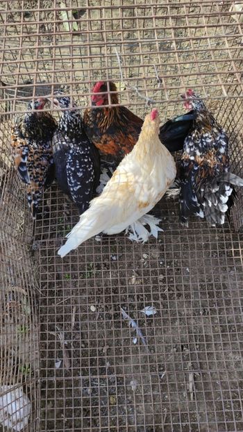 5 vandute - De vanzare gainuse mi de flori