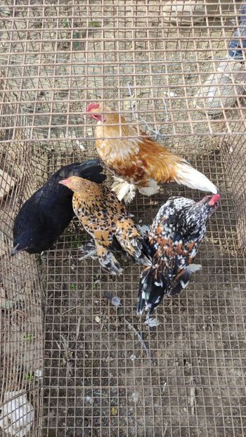 4 vandute - De vanzare gainuse mi de flori