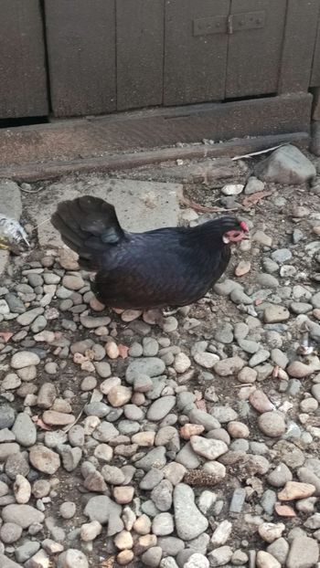 vanduta - De vanzare gainuse mi de flori