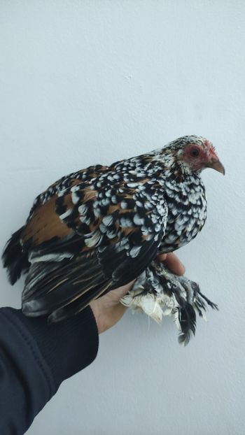 vanduta - De vanzare gainuse mi de flori