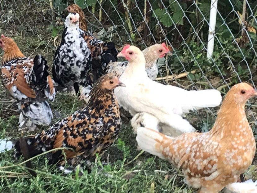 IMG-20220823-WA0006 - De vanzare gainuse mi de flori