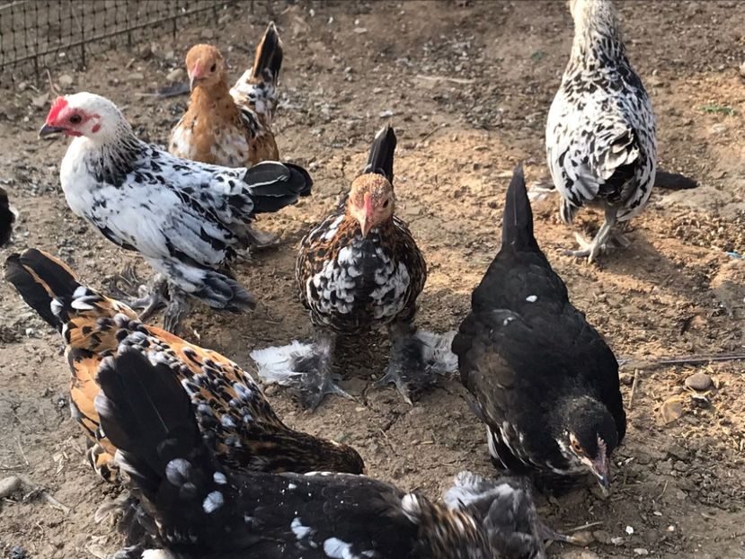 IMG-20220823-WA0008 - De vanzare gainuse mi de flori