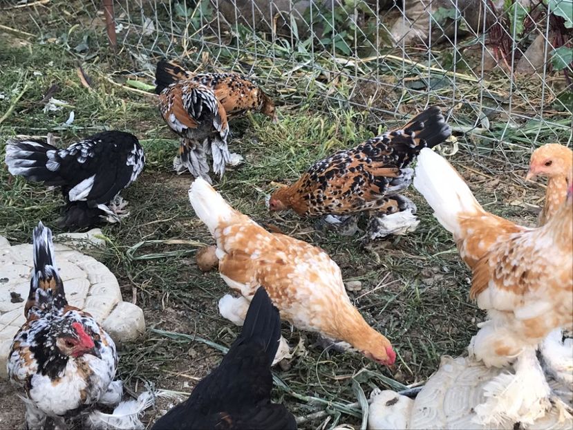 8 vandute - De vanzare gainuse mi de flori