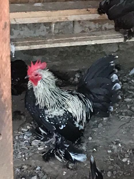 vandut - De vanzare gainuse mi de flori