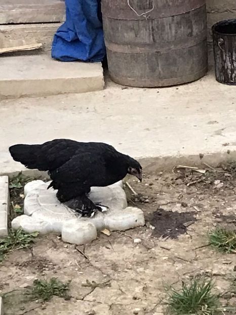 vanduta - De vanzare gainuse mi de flori