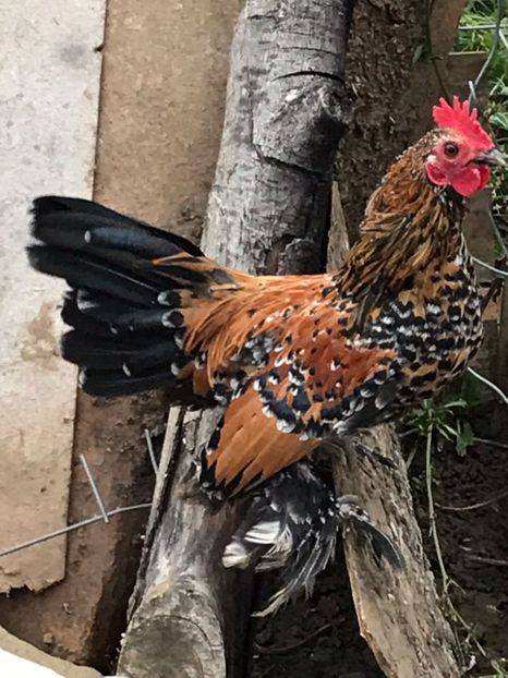 vandut 150buc - De vanzare gainuse mi de flori