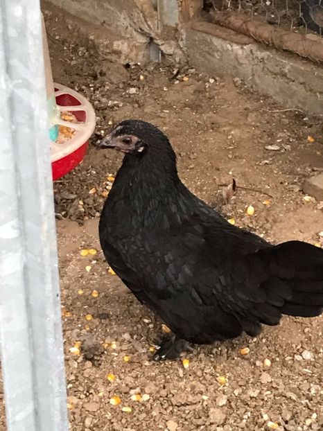 vanduta - De vanzare gainuse mi de flori