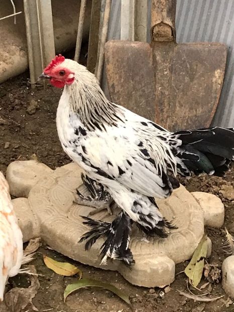  - De vanzare gainuse mi de flori