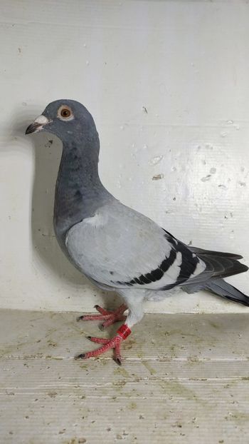 vandut - De vânzare voiajori pui 2022