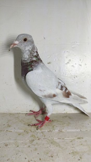 vandut - De vânzare voiajori pui 2022