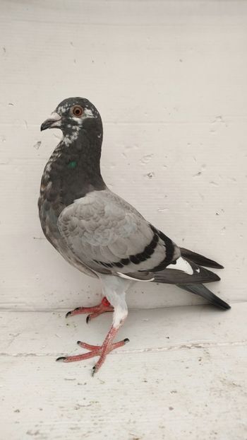 vandut - De vânzare voiajori pui 2022