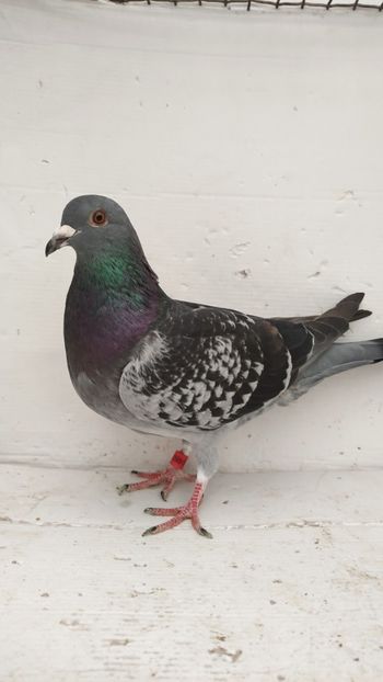 vandut - De vânzare voiajori pui 2022