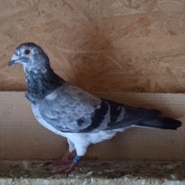 Mascul 21-995 ITA....-20 lei - Porumbei vanduti