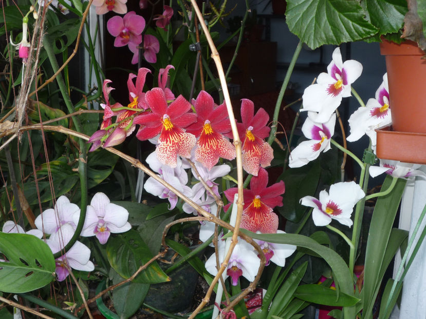 Orhidee . N - 2022