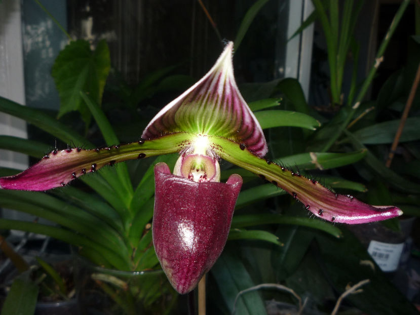Orhideea Papucel - 2022