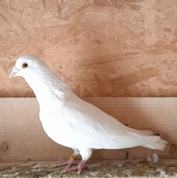 Mascul 19-608....-15 lei - Porumbei vanduti