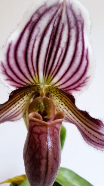  - Paphiopedilum