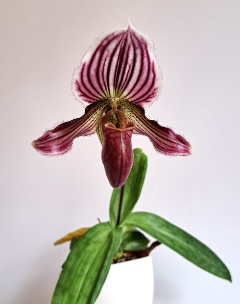  - Paphiopedilum