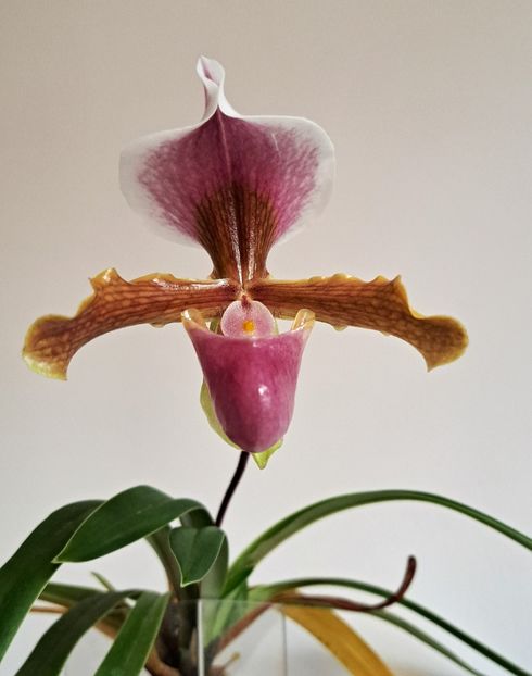  - Paphiopedilum