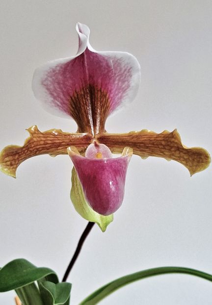  - Paphiopedilum