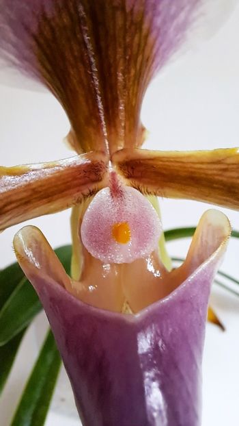  - Paphiopedilum
