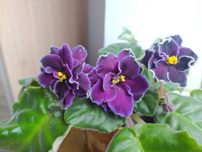 6 noiembrie 2022 - AV Chernilnoe Serdtse