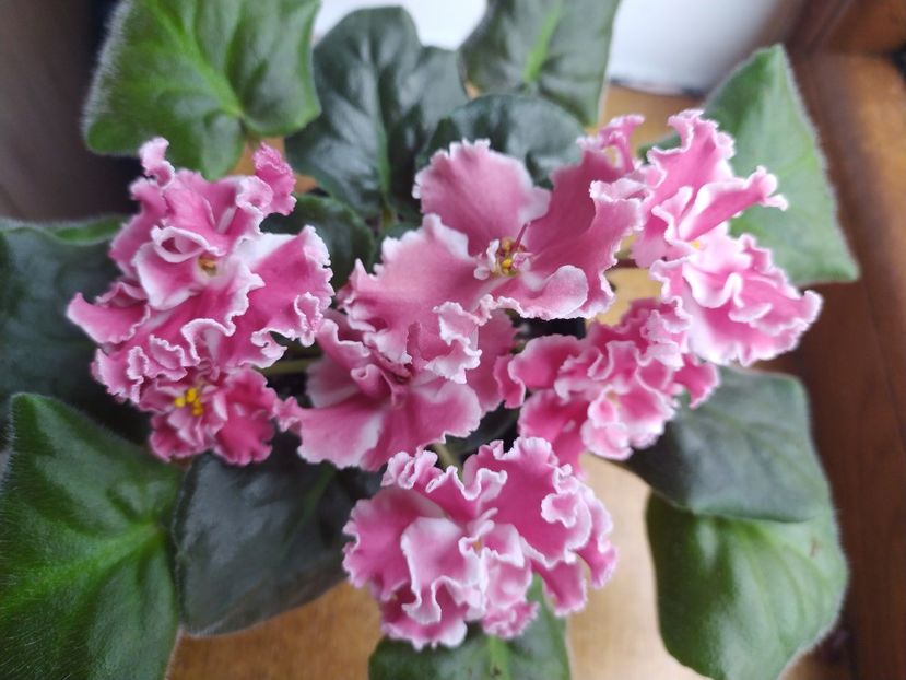 6 noiembrie 2022 - PT Elizaveta