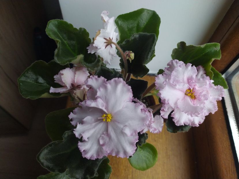 6 noiembrie 2022 - PT Ledi Gamilton