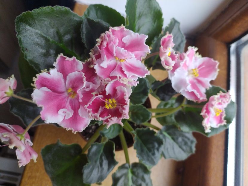 6 noiembrie 2022 - KO Orlovchanka