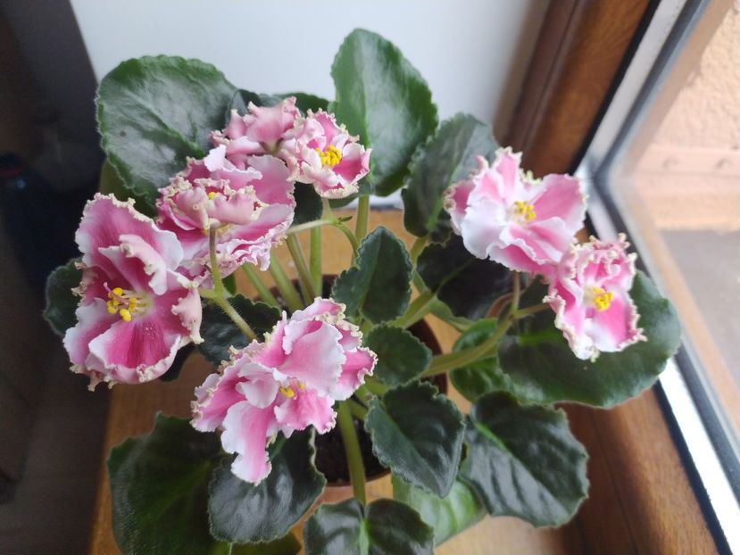 6 noiembrie 2022 - KO Orlovchanka