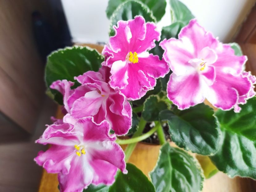 6 noiembrie 2022 - VaT Britni