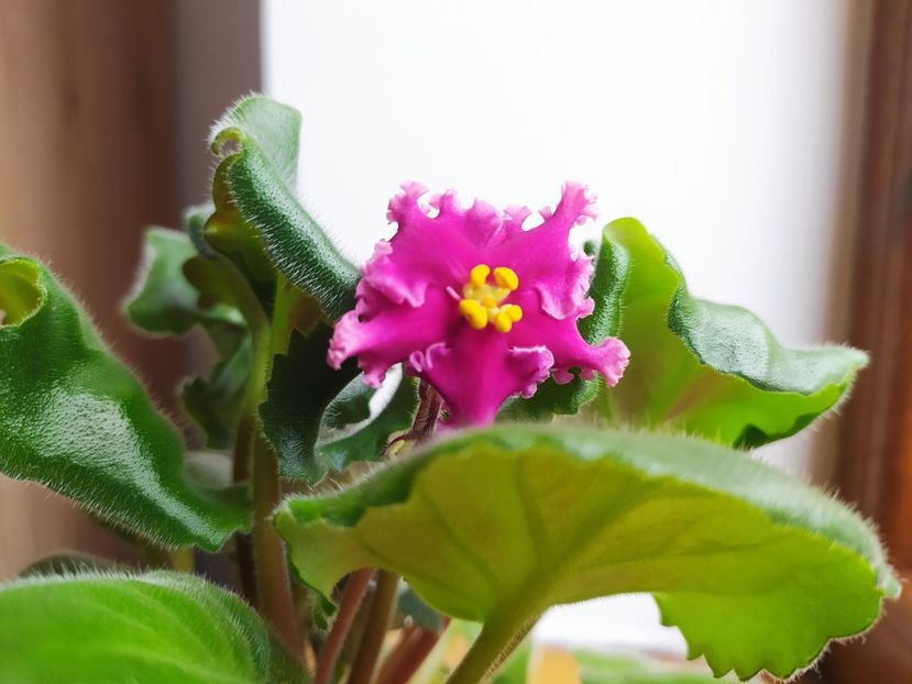 6 noiembrie 2022, timida, prima floare - LF Darya