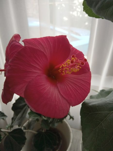  - 02 Hemerocalisi-hibiscusi-crini