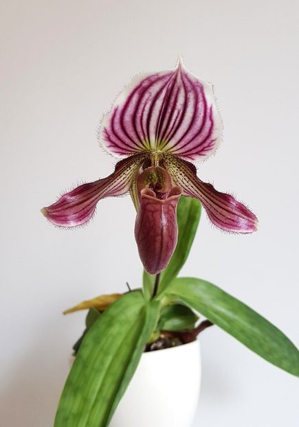 unnamed (1) - Paphiopedilum