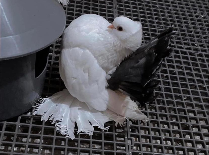  - SIBERIENI si NORCAUCAZIENI