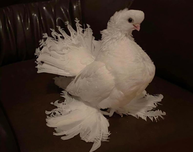  - SIBERIENI si NORCAUCAZIENI