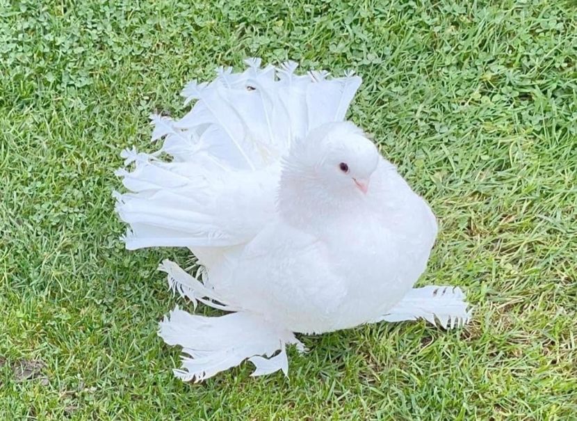  - SIBERIENI si NORCAUCAZIENI