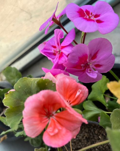 111 și somon - Muscate 2021 22