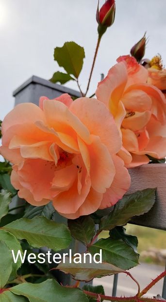  - 0 - Colectia mea de TRANDAFIRI