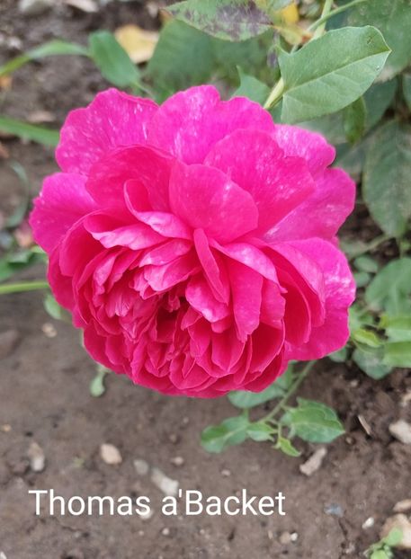  - 0 - Colectia mea de TRANDAFIRI