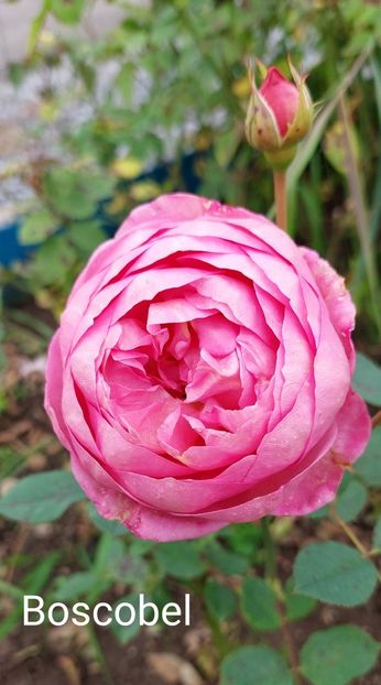  - 0 - Colectia mea de TRANDAFIRI