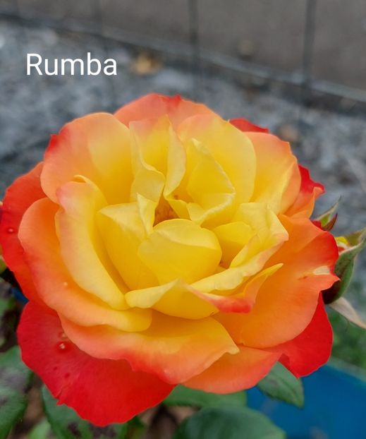  - 0 - Colectia mea de TRANDAFIRI