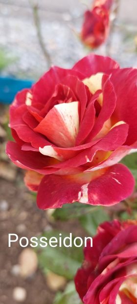  - 0 - Colectia mea de TRANDAFIRI