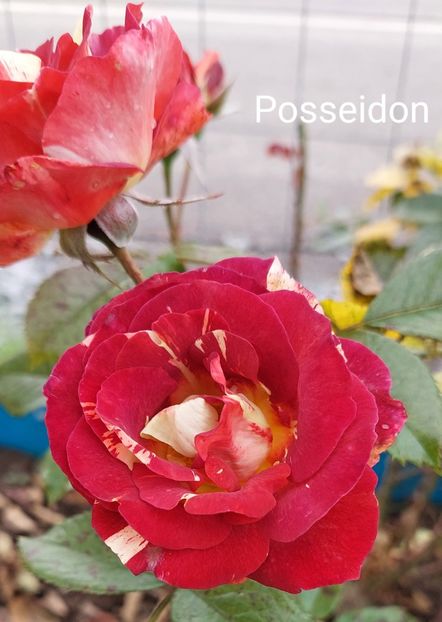  - 0 - Colectia mea de TRANDAFIRI